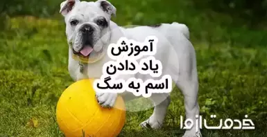 آموزش یاد دادن اسم به سگ